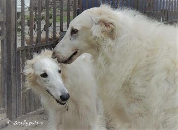 Čekáme štěňátka!